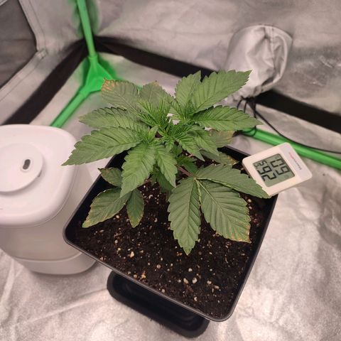 Granita growlog photo: Tag 17
