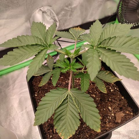 Granita growlog photo: Tag 18
Topping