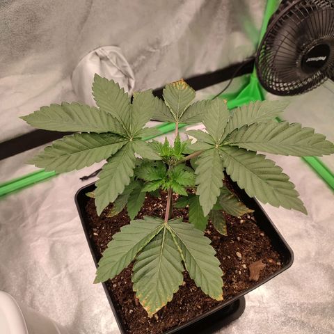Granita growlog photo: Tag 19