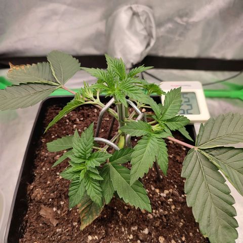 Granita growlog photo: Tag 20