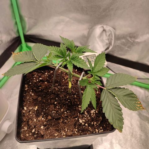 Granita growlog photo: Tag 21
