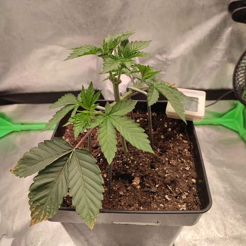 Granita growlog photo: Tag 22