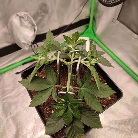 Granita growlog photo: Tag 23