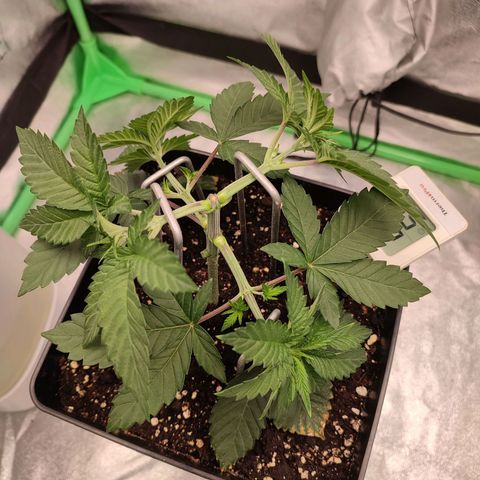 Granita growlog photo: Tag 24
