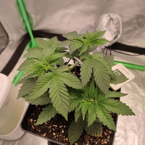 Granita growlog photo: Tag 25