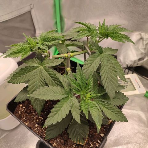 Granita growlog photo: Tag 26