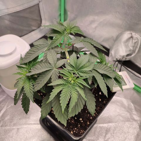 Granita growlog photo: Tag 27