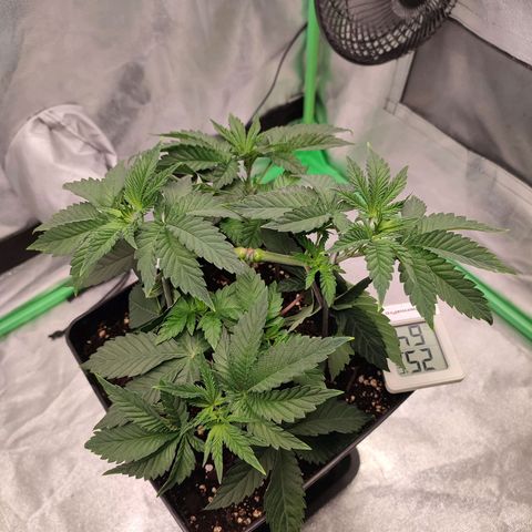Granita growlog photo: Tag 28