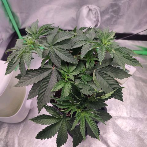 Granita growlog photo: Tag 29