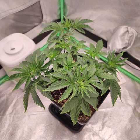 Granita growlog photo: Tag 30