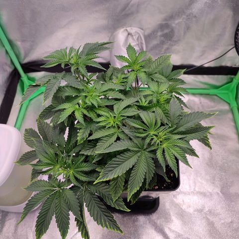 Granita growlog photo: Tag 31