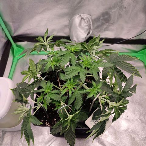 Granita growlog photo: Tag 32
