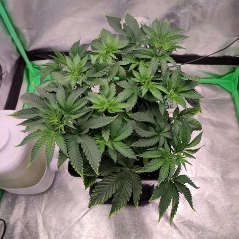 Granita growlog photo: Tag 33