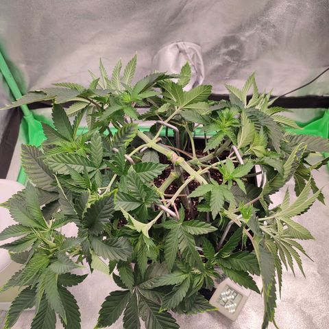 Granita growlog photo: Tag 34