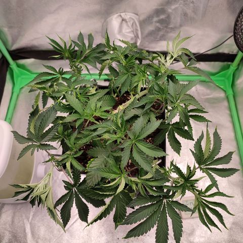 Granita growlog photo: Tag 35