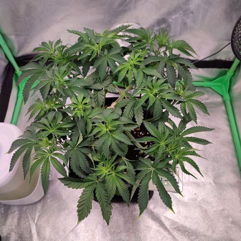 Granita growlog photo: Tag 36