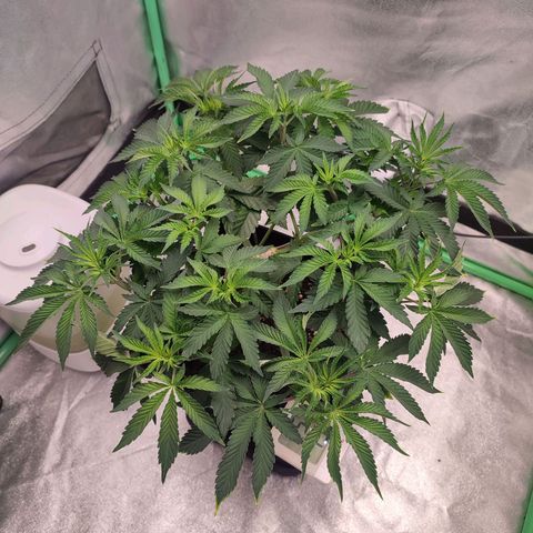 Granita growlog photo: Tag 37