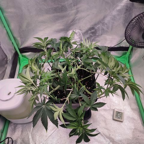 Granita growlog photo: Tag 38