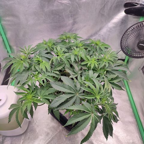 Granita growlog photo: Tag 39