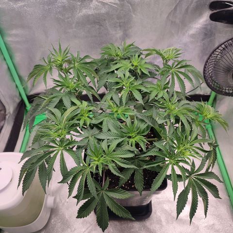Granita growlog photo: Tag 40