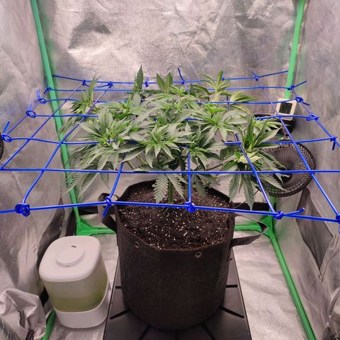 Granita growlog photo: Tag 41