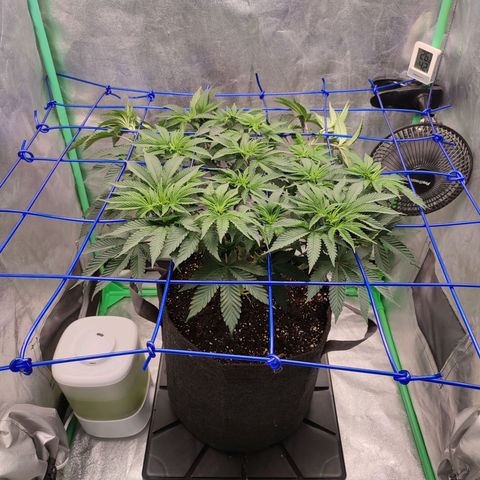 Granita growlog photo: Tag 42