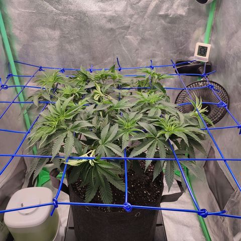 Granita growlog photo: Tag 43