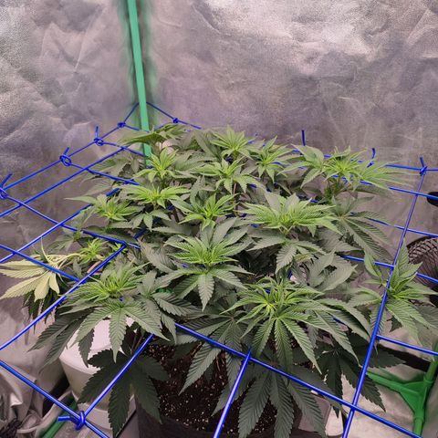 Granita growlog photo: Tag 45