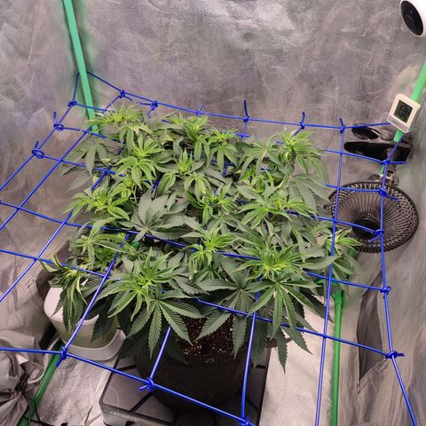 Granita growlog photo: Tag 46