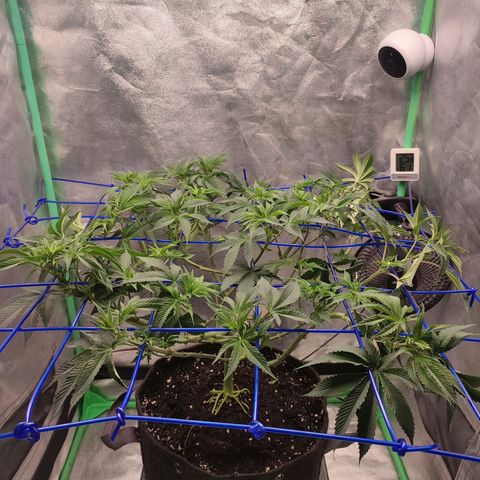 Granita growlog photo: Tag 51
