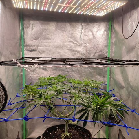 Granita growlog photo: Tag 52 / Umstellung 12/12 / Blütetag 1