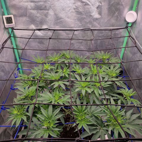 Granita growlog photo: Tag 53 / Blütetag 2