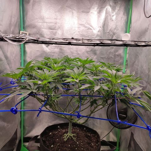 Granita growlog photo: Tag 54 / Blütetag 3