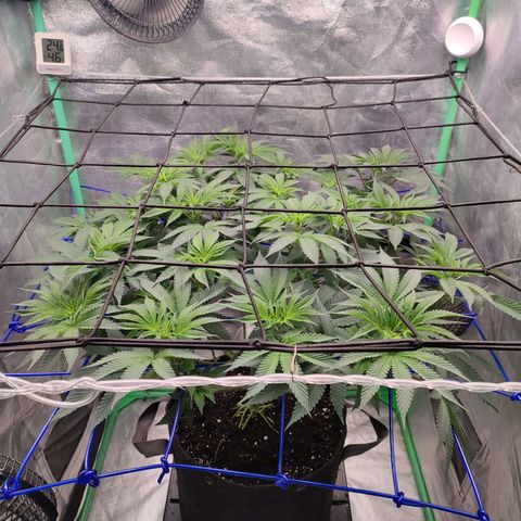 Granita growlog photo: Tag 55 / Blütetag 4