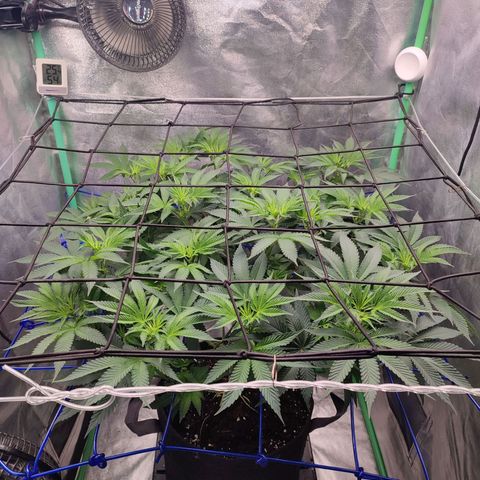 Granita growlog photo: Tag 56 / Blütetag 5