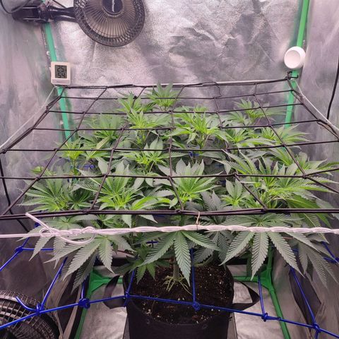 Granita growlog photo: Tag 57 / Blütetag 6