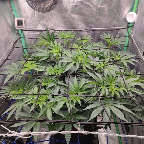 Granita growlog photo: Tag 58 / Blütetag 7
