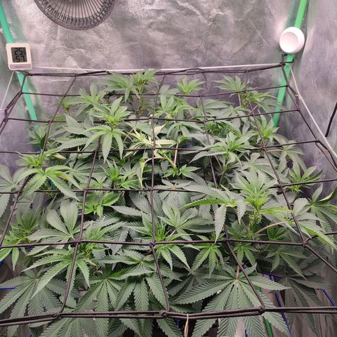 Granita growlog photo: Tag 59 / Blütetag 8