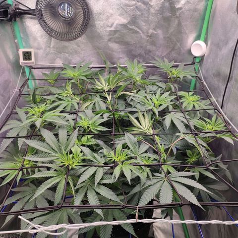 Granita growlog photo: Tag 60 / Blütetag 9