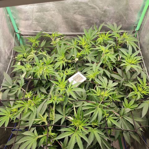 Granita growlog photo: Tag 61 / Blütetag 10
