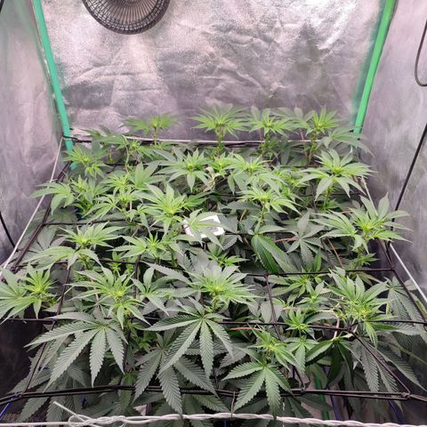 Granita growlog photo: Tag 62 / Blütetag 11