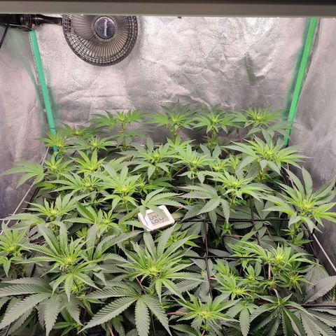 Granita growlog photo: Tag 63 / Blütetag 12