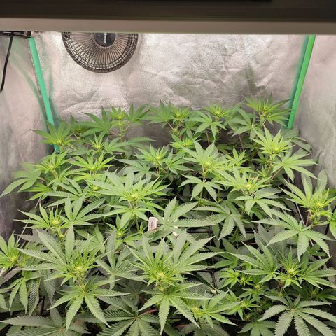 Granita growlog photo: Tag 64 / Blütetag 13