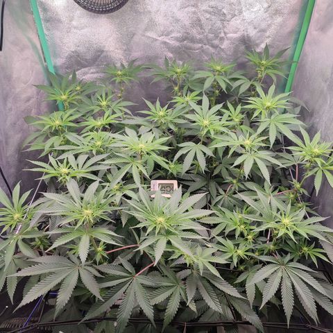 Granita growlog photo: Tag 65 / Blütetag 14