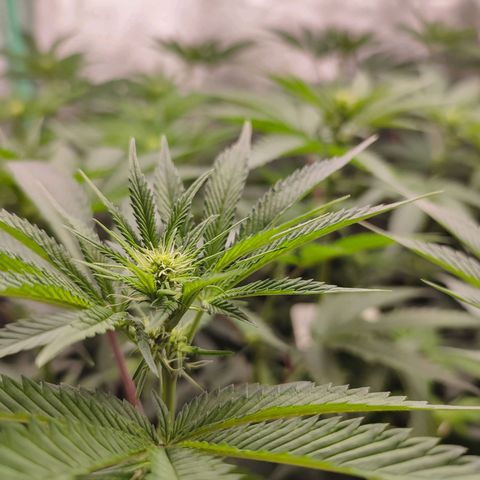 Granita growlog timeline photo