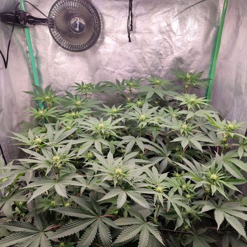Granita growlog photo: Tag 66 / Blütetag 15 