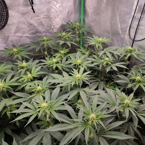 Granita growlog photo: Tag 67 / Blütetag 16