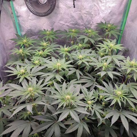 Granita growlog photo: Tag 67 / Blütetag 16