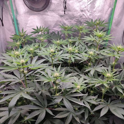 Granita growlog photo: before...