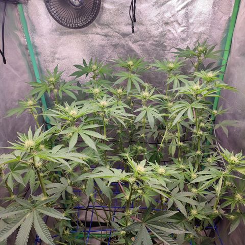 Granita growlog photo: ...after
Tag 68 / Blütetag 17